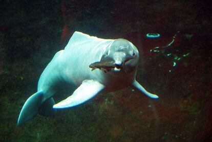 Un delfín de río del Amazonas, prácticamente idéntico a la nueva especie descubierta.