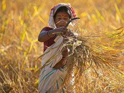 Una granjera india trabaja en un arrozal en las afueras de Gauhati, en el noreste del estado de Assam, en India, el 9 de noviembre de 2020.