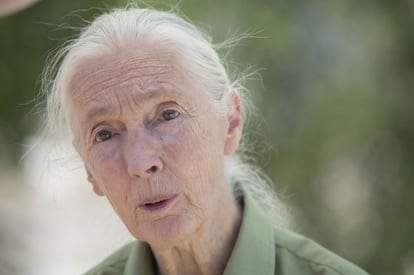 Jane Goodall, ayer, en el Museo Nacional de Ciencia y Tecnología.
