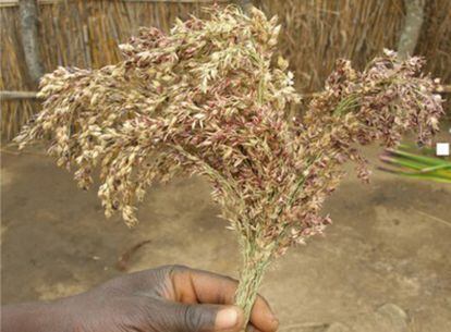 El sorgo es el principal cereal consumido actualmente en África subsahariana