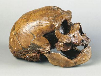 Cr&aacute;neo de &#039;Homo neanderthalensis&#039;.