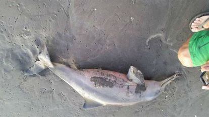 Uno de los delfines, muerto en la orilla.