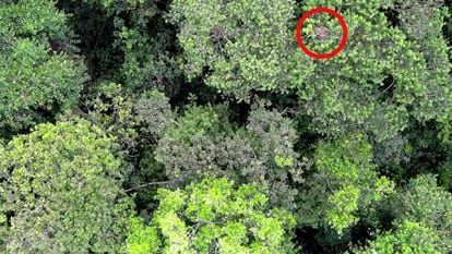 Imagen de un nido de orangután captada por la cámara de un dron, en Sabah (Borneo, Malasia).	
