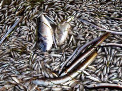 La retirada de tres toneladas de peces muertos por asfixia confirma el estado de colapso por la agricultura y el urbanismo excesivos de la mayor laguna salada de Europa