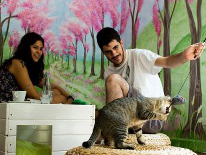 Espai de Gats es un club en el barrio de Gràcia de Barcelona donde se puede jugar con los felinos, pero el objetivo final es la adopción