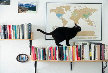 El gato Paul Auster, sobre una balda con libros en casa de Alicia de la Fuente. 