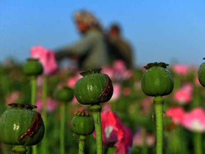 Cultivo de amapola en Afganist&aacute;n