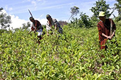 Indígenas asháninkas cosechan hojas de coca en el distrio de Pichari, en el centro de Perú.