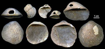 Conchas perforadas encontradas en la cueva de Los Aviones (Cartagena).