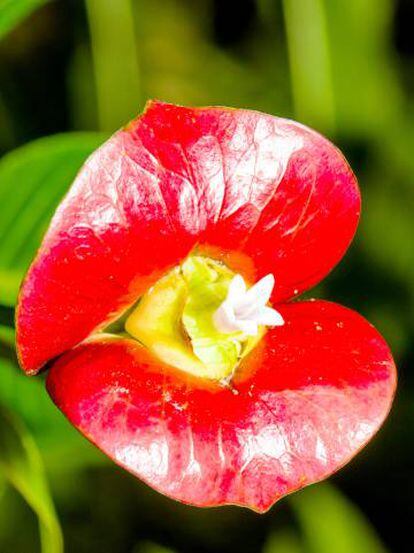 Una flor beso de novia ('Psychotria elata')