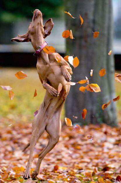 Un perro persigue la caída de las hojas de otoño en un parque de Berlín, Alemania, 26 de octubre de 2013.