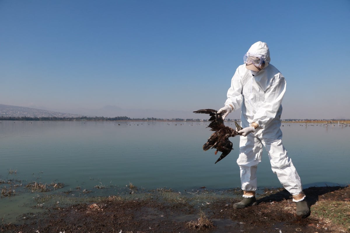 Cientos de aves aparecen muertas en la costa del Pacífico de México Cientos de aves aparecen muertas en la costa del Pacífico de México