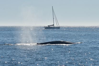 Fotografía de una ballena azul en las costas gallegas, realizada con un permiso para la investigación científica para el proyecto BALAENATUR