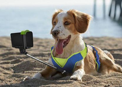 El palo de 'selfie' para perros fue una broma del día de los inocentes pero quizás sólo sea cuestión de tiempo que se haga realidad.