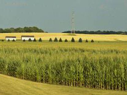 Un sembrado de maíz se ve afectado por la sequía  en una granja cerca de Burlington, Wisconsin (EE.UU.).