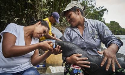 Lilia y Karina, de la fundación Natütama, alimentan a un manatí que encontraron varado en la orilla del río Amazonas, mientras intentan ubicar a su madre. Pincha en la imagen para ver a fotogalería.
