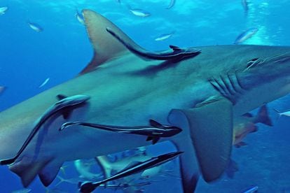 La rémoras también conviven adheridas al tiburón gris, una de las estrellas de la Gran Barrera de Coral.