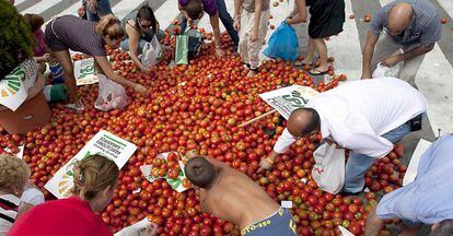 Varias personas cogen tomates tras una protesta de agricultores en septiembre.