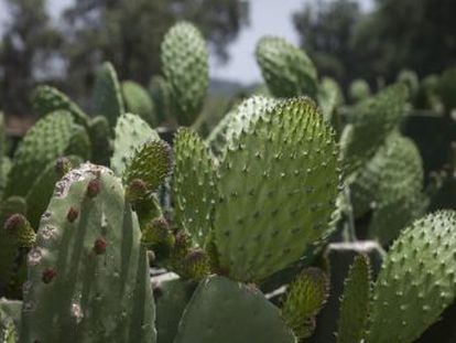 Los productores de la Ciudad de México fabrican productos alimenticios y de limpieza con los excedentes de la planta americana