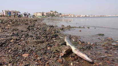 Una anguila muerta en una playa del Mar Menor (Murcia).