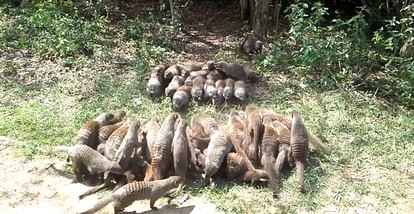 Grupos de mangostas dispuestas en formación de "líneas de batalla" antes de que comience la caótica lucha.