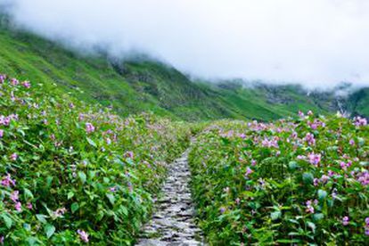 Parque nacional del Valle de las Flores, en Uttaranchal (India).