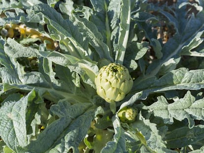 La alcachofa de Benicarló es uno de sus productos estrella, ya que cuenta con denominación de origen.