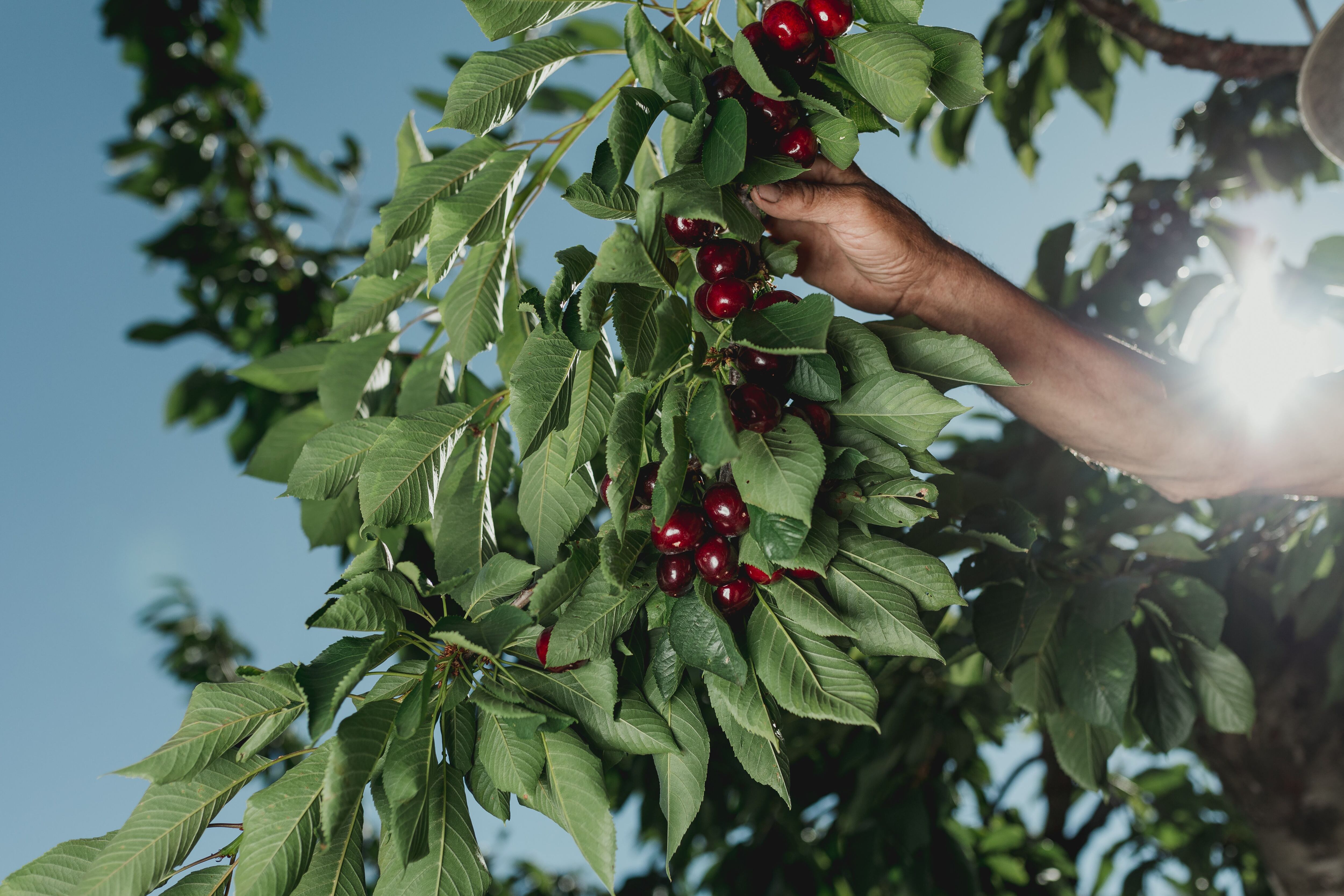 Es temporada de cerezas: cómo y dónde se cultivan las mejores