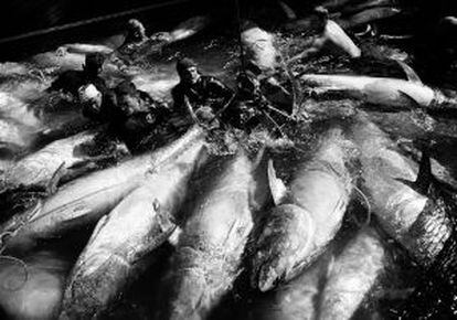 Fase final de la pesca de atunes en un barco italiano en el golfo de Salerno.