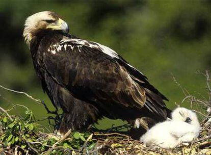 Un ejemplar de águila imperial ibérica junto a su pollo.