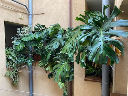 Las plantas de Rubén Alves, en el barrio de Malasaña. R.A