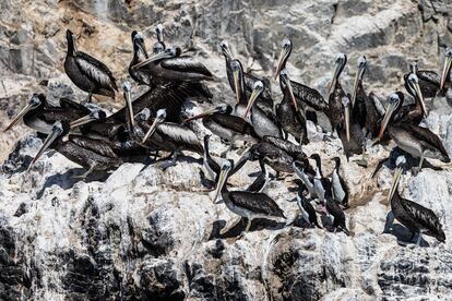 Pelicans and cormorants, some examples of the wildlife that inhabit Seal Island.