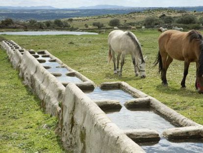 Caballos pastando en Los Pajares, en la sierra de Gata, al noroeste de Cáceres (Extremadura).