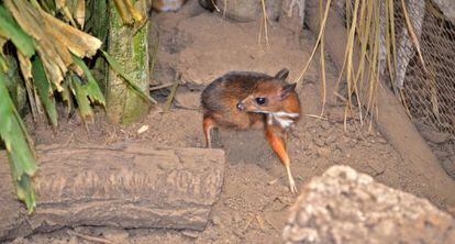 Cr&iacute;a de ciervo-rat&oacute;n en Bioparc Fuengirola.