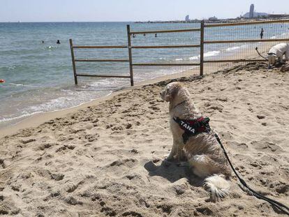 Un animal descansant a la platja de gossos del Fòrum