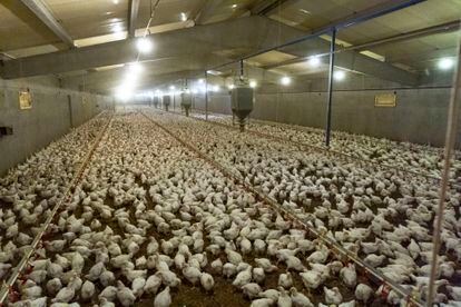 Vista interior de la granja de gallinas reproductoras Curiola (Juneda, Lleida).