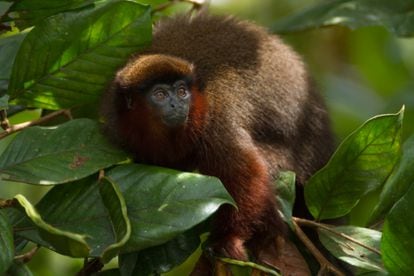 Los monos tití de la selva amazónica se alimentan de frutas, hojas e insectos. 
