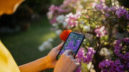 Un estudio llevado a cabo en Irlanda manifiesta que ninguna app para identificar plantas a través de fotos es 100% fiable.