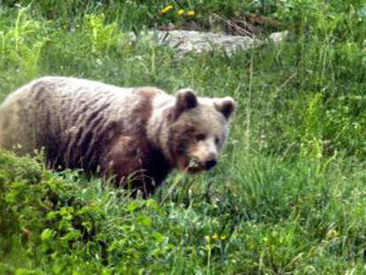Ejemplar de un oso de dos años fotografiado en el Valle de Arán en 2011.
