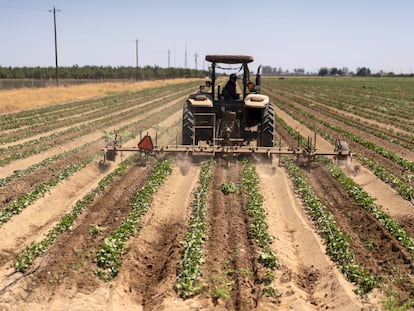 Un granjero planta patatas en Stevinson (California, EE UU).