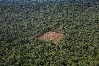 Vista aérea de un sembradío de cocaína en la selva colombiana.