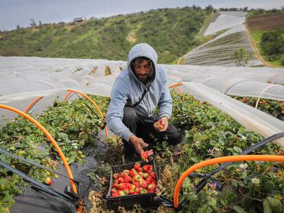 Un agricultor en una plantación de frutilla en la localidad de Quilamuta, en San Pedro de Melipilla.