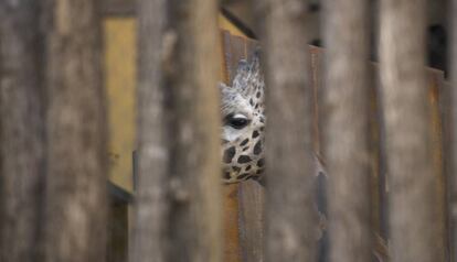 Girafa tancada en el Zoo de Barcelona. 