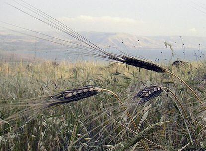 Trigo salvaje en su hábitat natural en el norte del mar de Galilea, Israel.