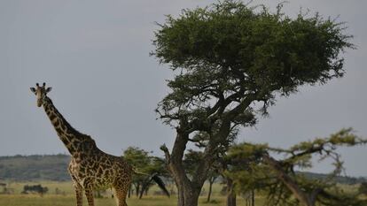 Jirafas en la sabana de Masái Mara, en Kenia.
