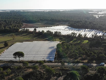 Invernaderos de fresas en fincas ilegales cerca del Parque Nacional de Doñana.