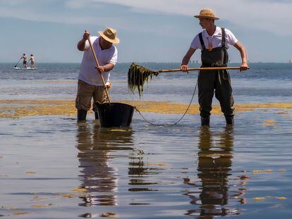 Dos trabajadores de la Consejería de Medio Ambiente murciana retiran algas de una playa de Los Urrutias el pasado junio.