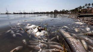 Peces muertos en una playa del mar Menor, en la zona de Villananitos y La Puntica, San Pedro del Pinatar (Murcia), el 13 de octubre.