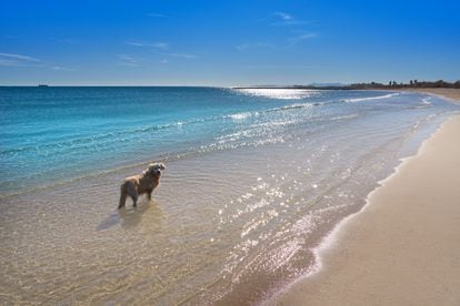 Un perro en las aguas mediterráneas de la playa Pinedo (Valencia).