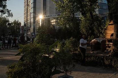 Las decenas de plantas que el movimiento ha cultivado a lo largo de estos meses de campamento.